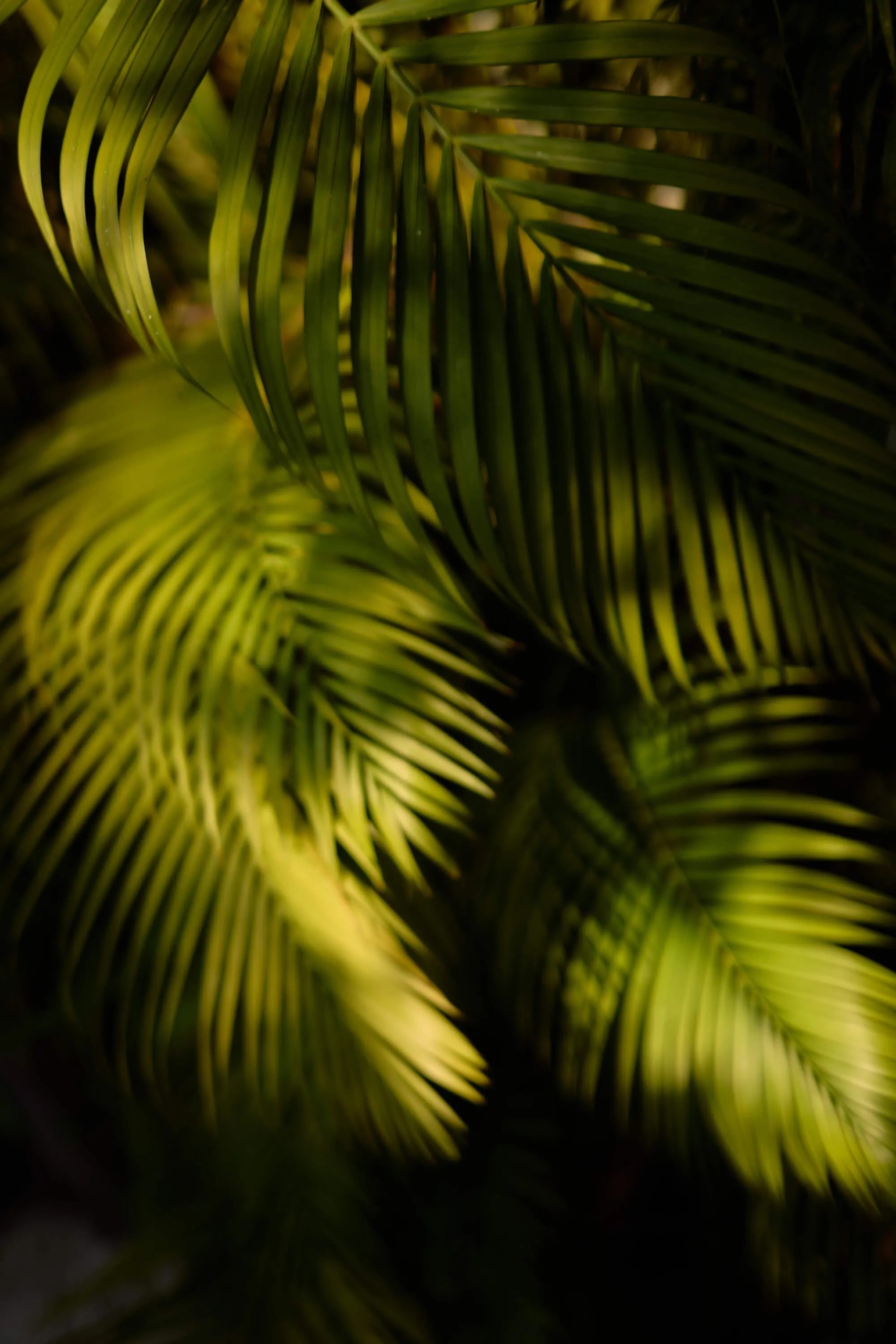Green Leafs as Background