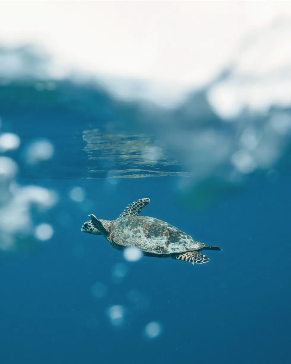 Turtle in Baa Atoll Sea